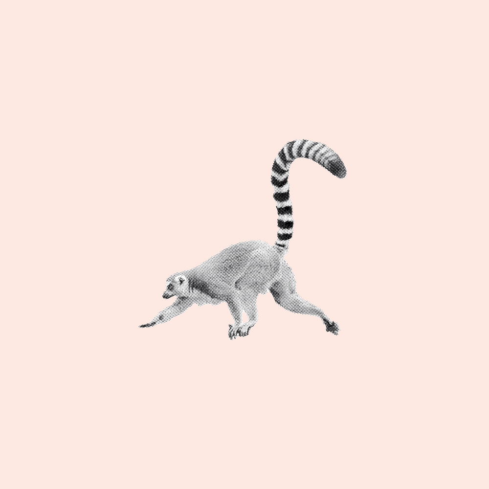 
            
                Lade das Bild in den Galerie-Viewer, Lemur
            
        