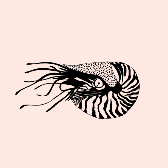 Nautilus